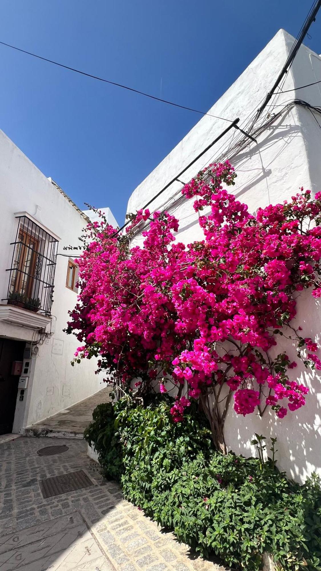 Buganvilla Vejer *